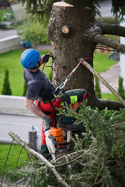 Leaf Removal in Viola, NY